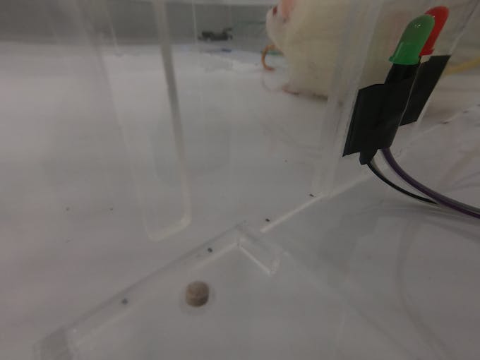 Sucrose pellet (brown pellet) placed on pellet holder. Rat, within the cage, in the background