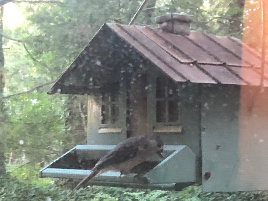 Observe Your Backyard Birds with a Custom ML Model