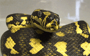 python 😱