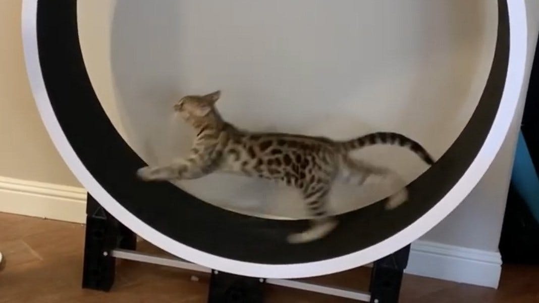 Bengal cat cheap wheel