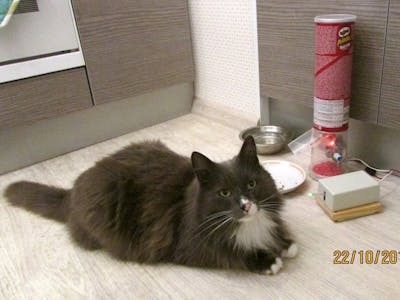 Self-service cat feeder