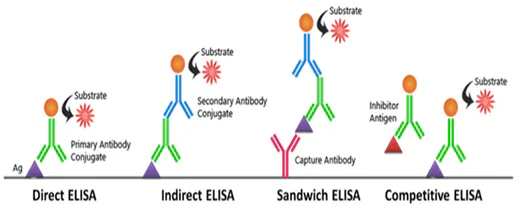 What Are The Different Types Of Elisa