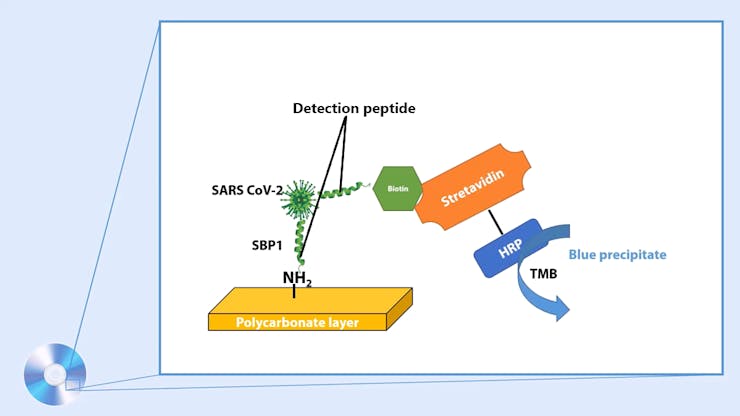 peptide_PAdG9YkYHv.png?auto=compress%2Cformat&w=740&h=555&fit=max