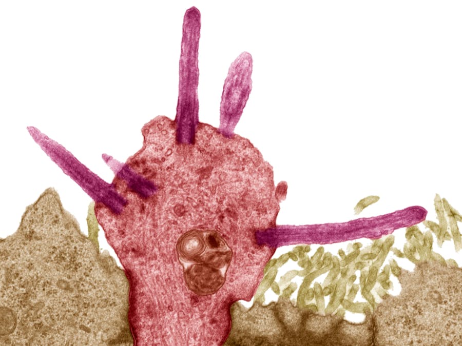 Cinderella Covid 19 Detection System