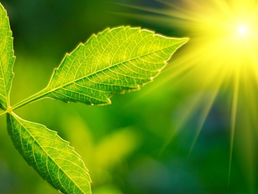 PLANT LIGHT MONITOR USING IoT