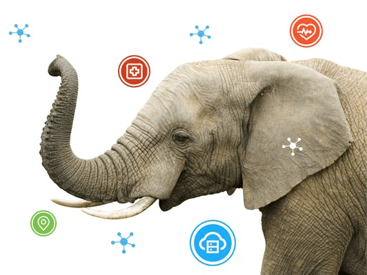 Elephant Activity Dashboard