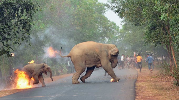 Prevent conflicts and protect Elephants with the help of AI - Arduino