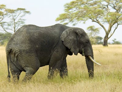 Recognize Elephant Activities using Edge Impulse