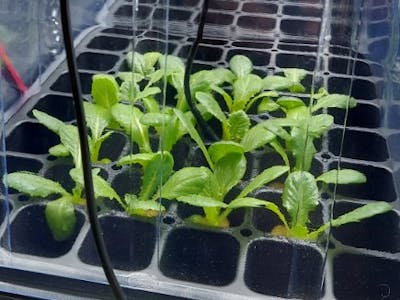 Professional Hydroponics Germination Control