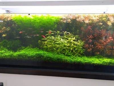 Aquarium controller