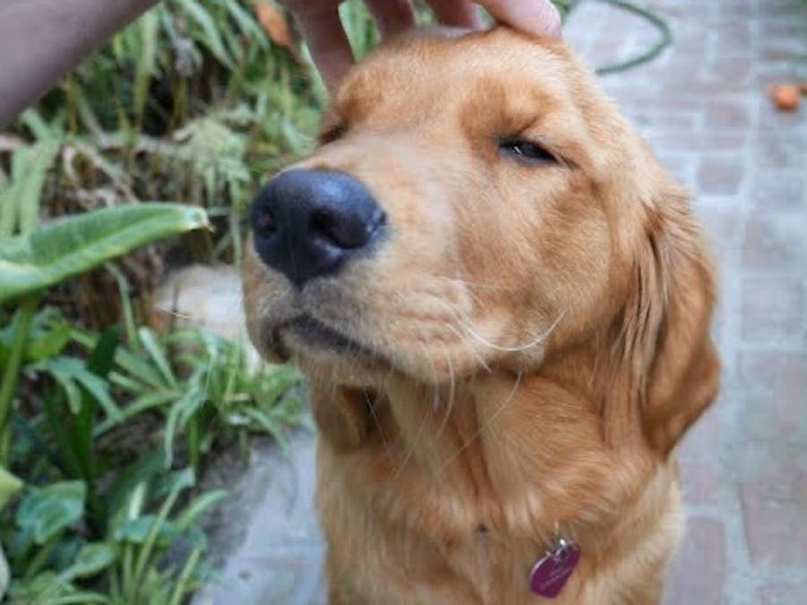 Wifi Dog Petting Robot