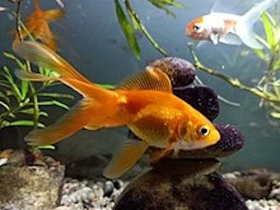 PGF(Programmable GoldFish Feeder)