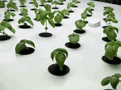 Hydroponic Agriculture Learning with SensiML AI Framework