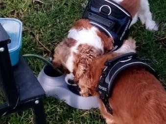 Smart Dog Water Bowl