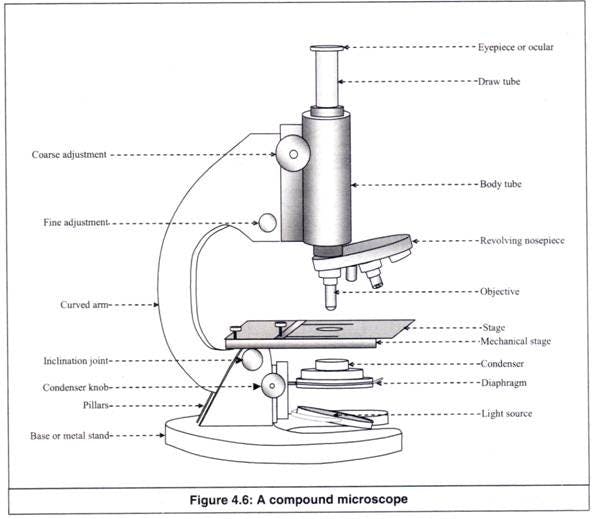 Picture of compound microscope with labels