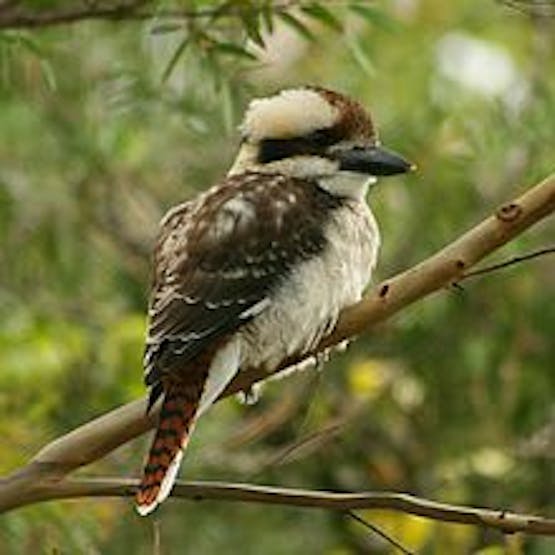 Laughing Kookaburra