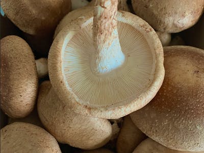 DIY Mushroom Smart Farm