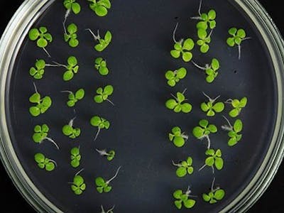 Monitoring stress in plants 2.0