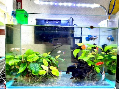 K.M's Automatic Fish Feeder