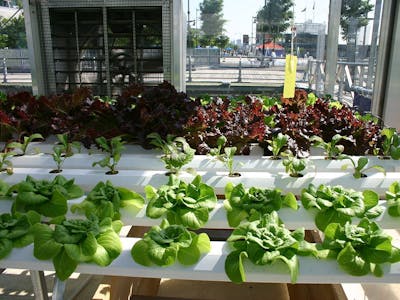 Automated Urban Garden Controller