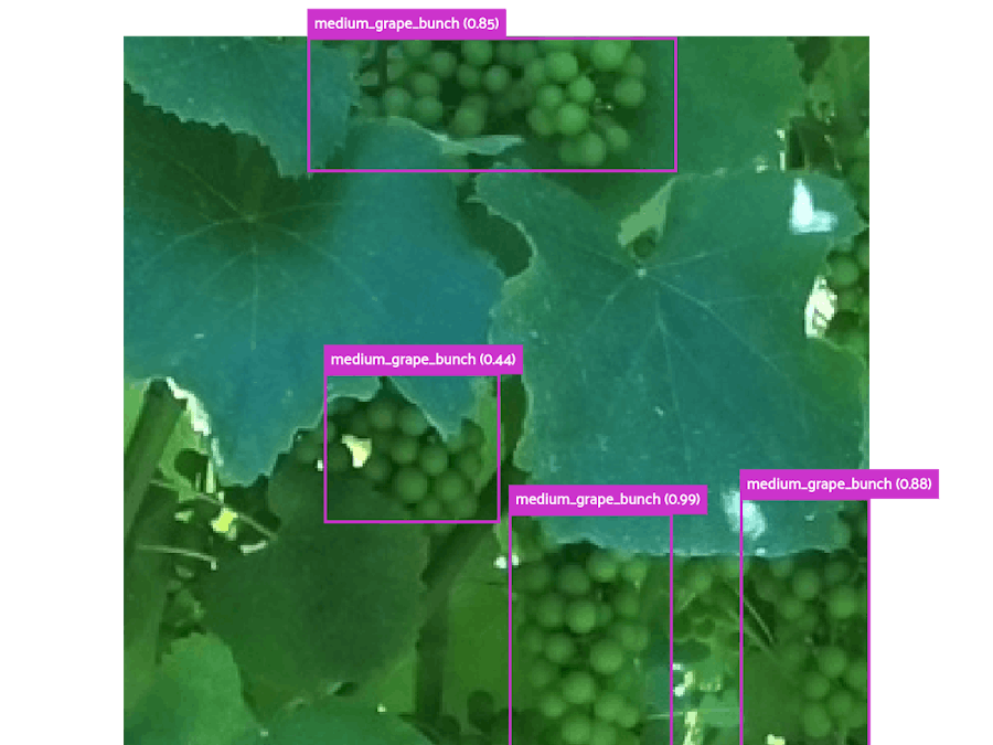 Grape detection using Vitis AI and RetinaNet