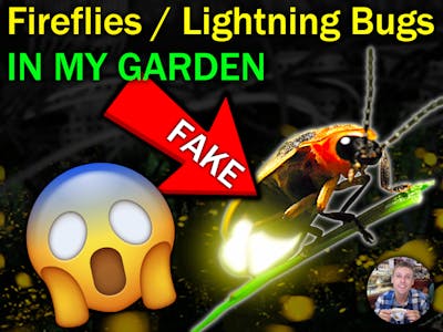 Fireflies / Lightning Bugs in my Garden (yeah they're fake!)