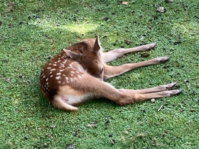 Save the Japan Deer.