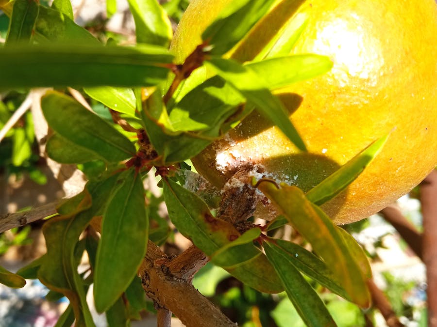 MyBaGA My balcony garden