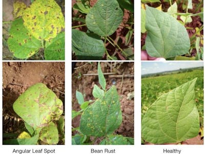 Bean Leaf Classification with Sony Spresense