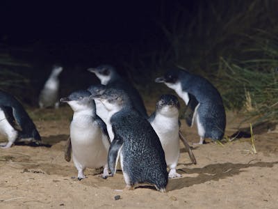 Penguin Counting and Monitoring