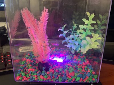 Lit Up Fish Tank