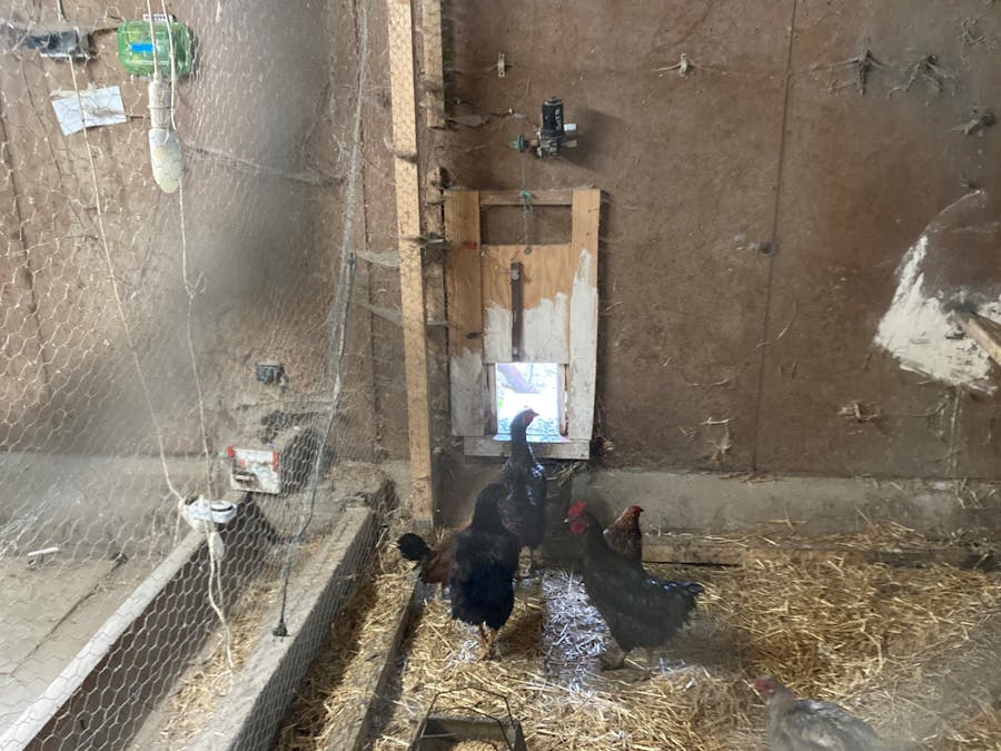 Automated Door for Chicken Coop