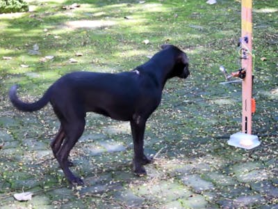 Safeguarding home delivered items from stray animals