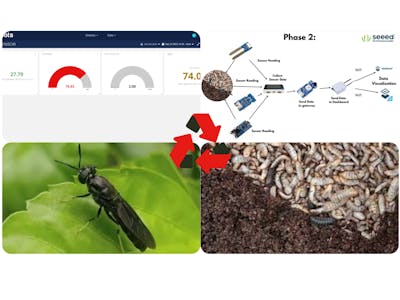 Black Soldier Fly Farming - Creating protein content