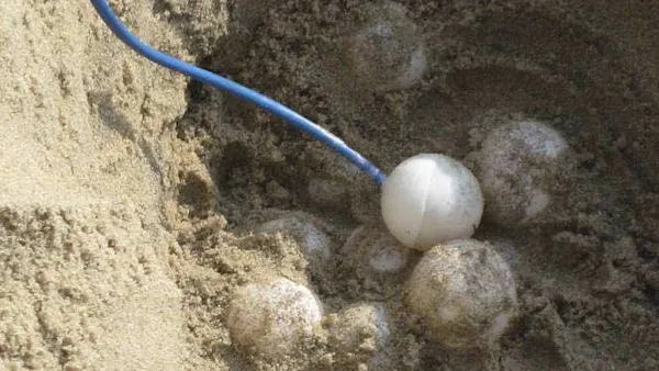 TurtleSense Disguises a Sensor Package as a Loggerhead Egg to Predict ...