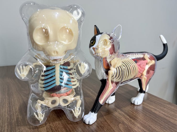 The skeletons of a gummy bear and a cat