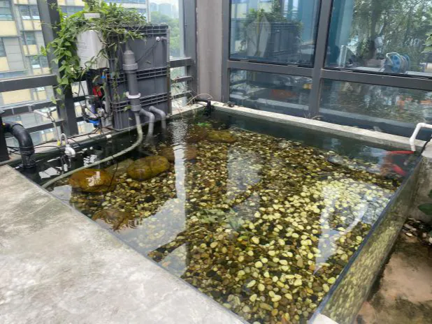 Water Quality Monitoring of Courtyard Fish Pond