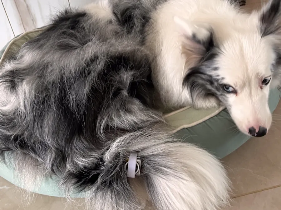 Dog wagging tail friendly device