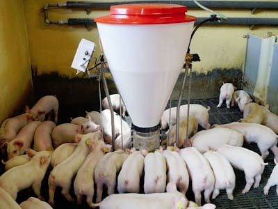 Automated Animal Feeder