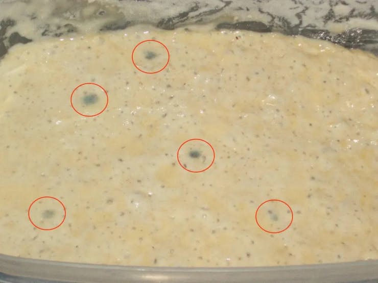 Moldy sourdough starter