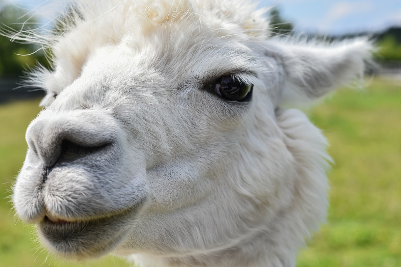 Alpaca The Large Language Model That Won t Fleece You