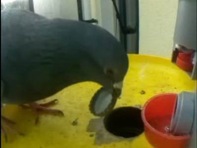 Vending Machine For Birds