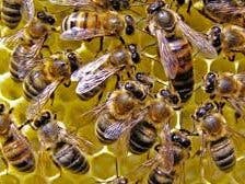 Hive IA control of Honey Bee for person with disability