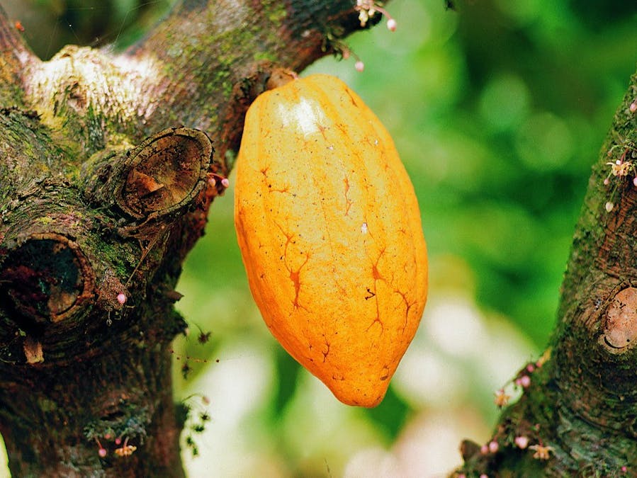 Cocoa Disease Detection