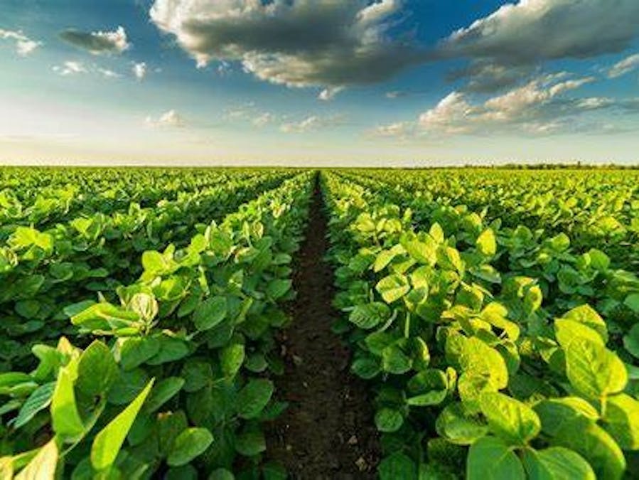 Soil Dehydration Prevention