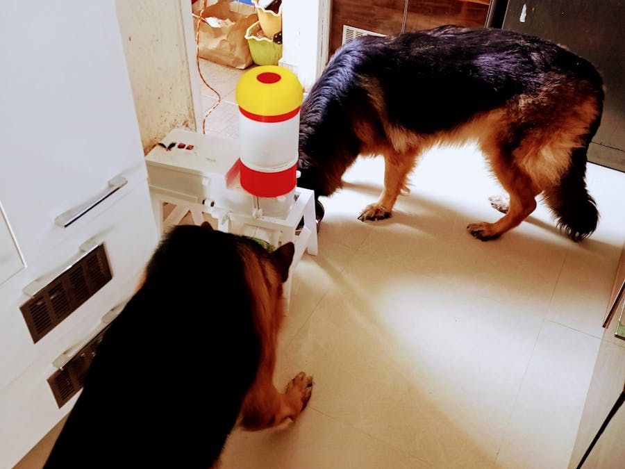 Design and Implementation of a Smart Pet Feeder