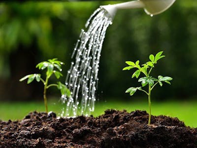 Automatic Plant Watering System