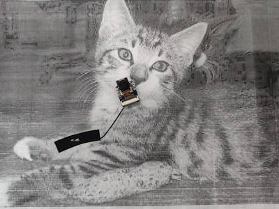 Cat object detection based on XIAO ESP32