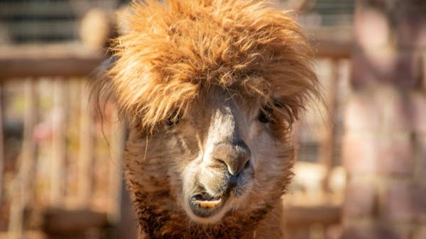 Mark Zuckerberg Goes to Bat for Open Supply AI, Releases the Huge Llama 3.1 405B