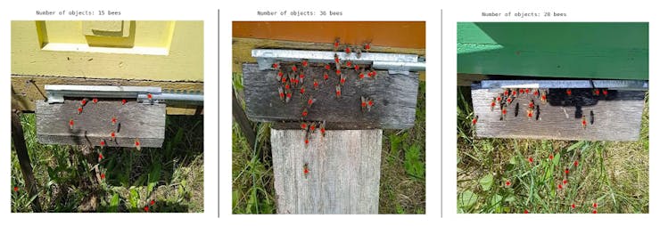 bees-examples.jpeg